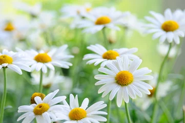 daisy
