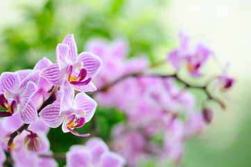 red orchid