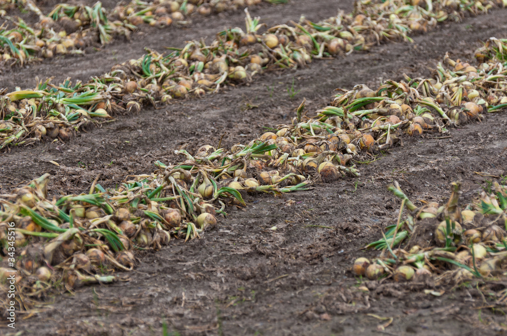 Sticker Rows with drying organically cultivated onions at a field