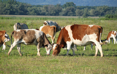 Fototapeta na wymiar cows in pasture