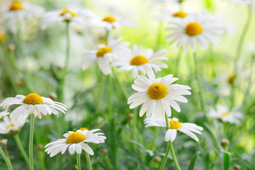 daisy