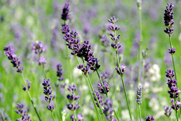 Summer meadow with blue flowers