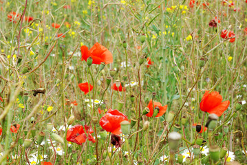 Summer meadow with daisies and poppies