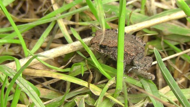 Erdkr&ouml;te - Bufo - Jungtier