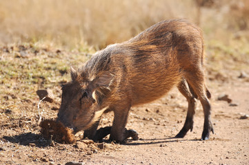 phacoch&egrave;re remuant la terre