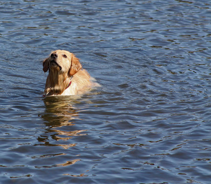 Golden Retriever Dog in The River