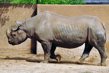 Obraz premium African Rhino in His Pen