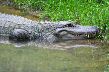 Headshot of a alligator