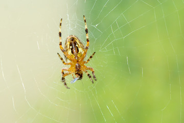 Dreadful spider on the web eating his victim little fly.