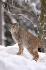 Europaeischer Luchs