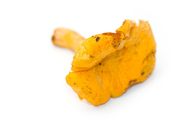 Yellow chanterelle