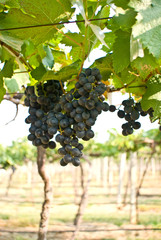 Fototapeta premium Grape fruit on tree in Vineyards