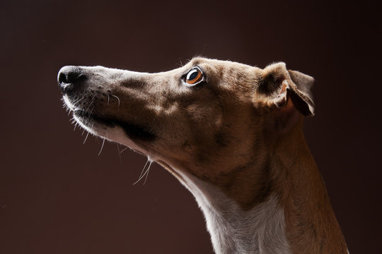 Whippet