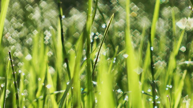 The grass, the dew