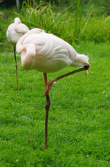 Fototapeta premium Flamant rose
