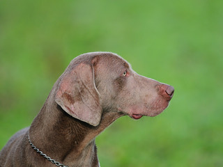 Weimaraner