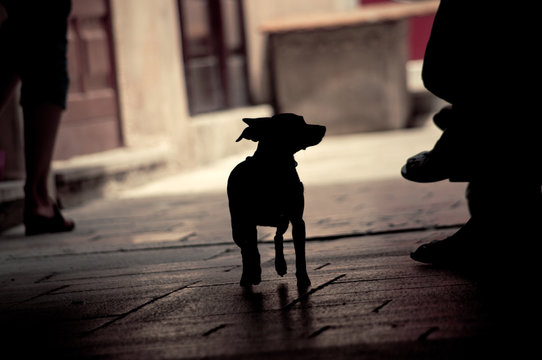 Funny Little Dog Silhouette