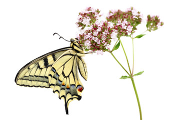 Obraz premium Swallowtail (Papilio machaon) butterfly