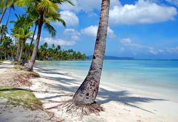 Caribbean sea and coconut palms