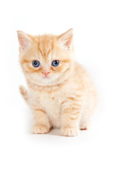 British kitten on white background