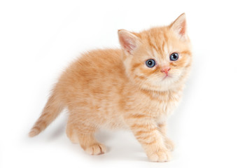 British kitten on white background