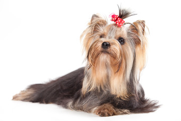 Yorkshire terrier puppy on white