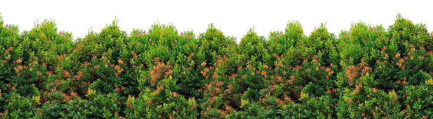 Shrub foliage