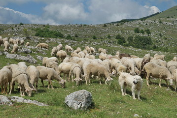 Obraz premium gregge in Abruzzo