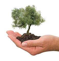 Olive tree in palms as a gift