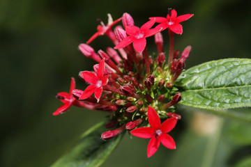 Egyptian Starcluster