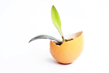 Fototapeta na wymiar Sprout in an eggshell