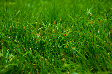 Grass
