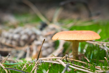 mushroom