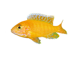 Aquarium Fish dwarf Cichlid-Aulonocara.