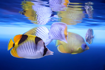 Tropical fishes