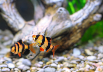 Shoal of aquarium fish-Barbus. (Barbus pentazona)