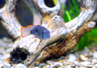 Aquarium Fish dwarf Cichlid-Apistogramma nijsseni.