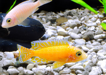 Aquarium Fish dwarf Cichlid-Aulonocara.