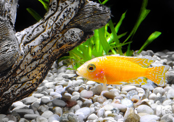 Aquarium Fish dwarf Cichlid-Aulonocara.