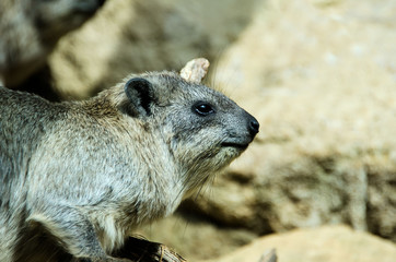 Naklejka premium le daman des montagnes