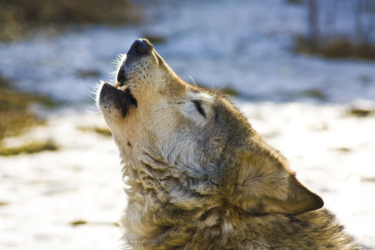 Head of wolf