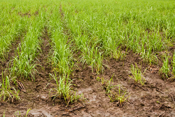 Baby sugar cane farmland after rain