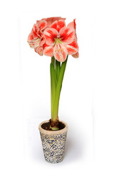 amaryllis