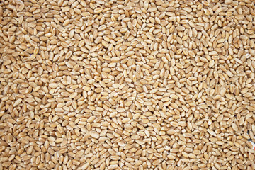 Wheat grains
