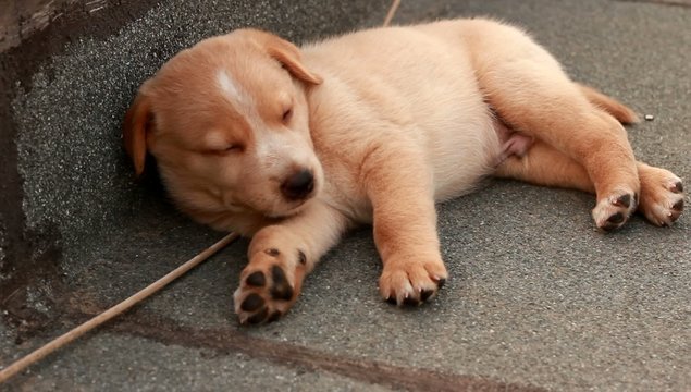 cucciolo dorme