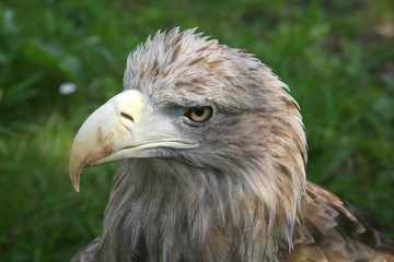 White-tailed Eagle in Silesian Zoo in Chorzow