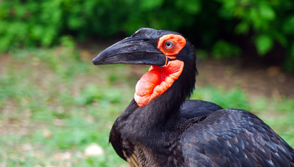 African raven