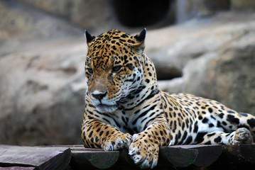 leopard