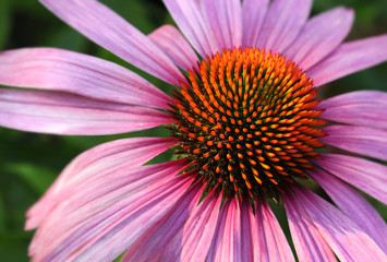 Coneflower closeup