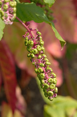 phytolacca americana ou raisin d'amérique